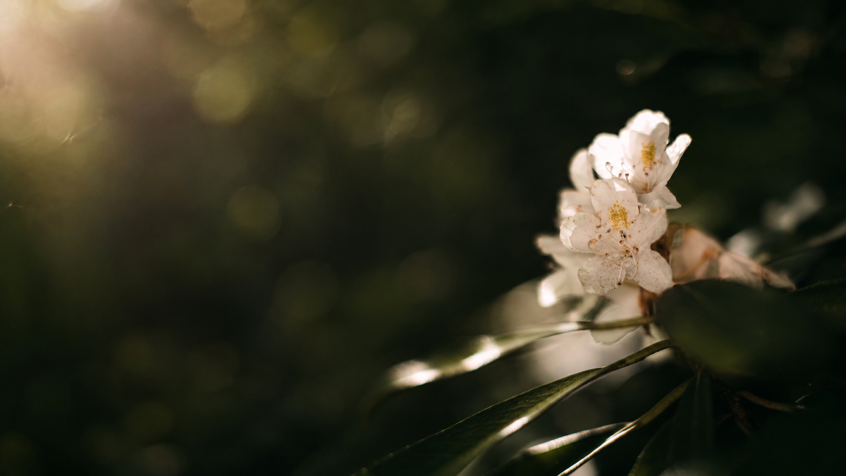 White rhododendron in soft light, Garhwal Himalayas