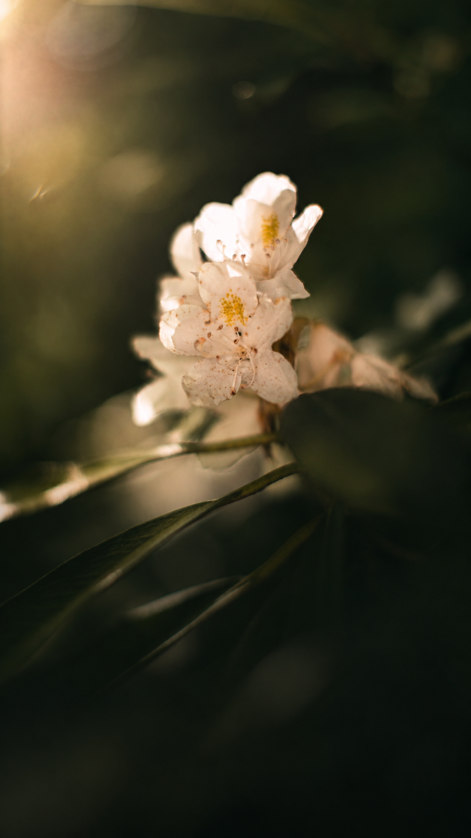 White rhododendron in soft light, Garhwal Himalayas